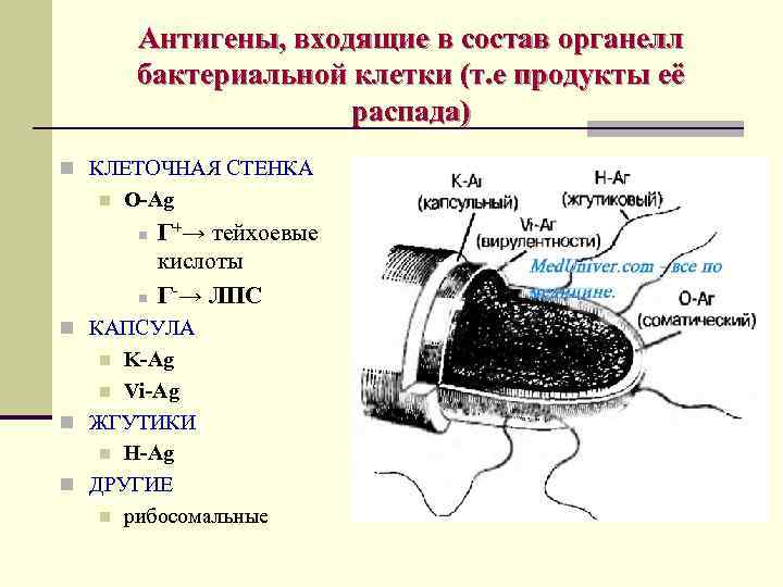 Антигены, входящие в состав органелл бактериальной клетки (т. е продукты её распада) n КЛЕТОЧНАЯ