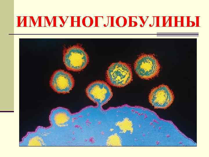 ИММУНОГЛОБУЛИНЫ 