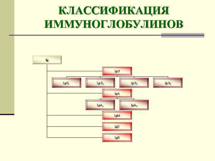 КЛАССИФИКАЦИЯ ИММУНОГЛОБУЛИНОВ Ig Ig. G 1 Ig. G 2 Ig. G 3 Ig. A