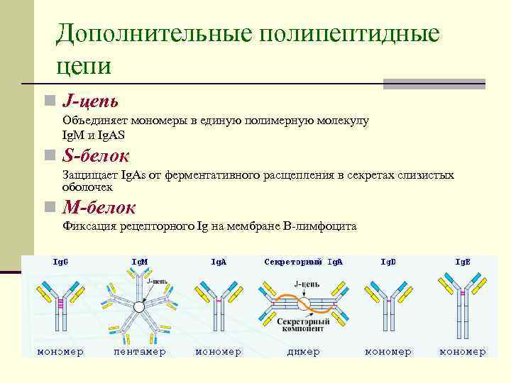 Полипептидная молекула