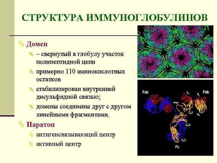 Антиген определение. Доменная структура иммуноглобулинов. Глобула и домен. Структура, доменная организация иммуноглобулинов. Полипептидные цепи иммуноглобулинов.