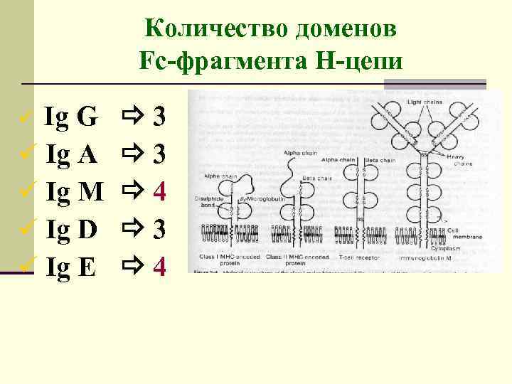 Количество доменов Fc-фрагмента Н-цепи Ig G ü Ig A ü Ig M ü Ig
