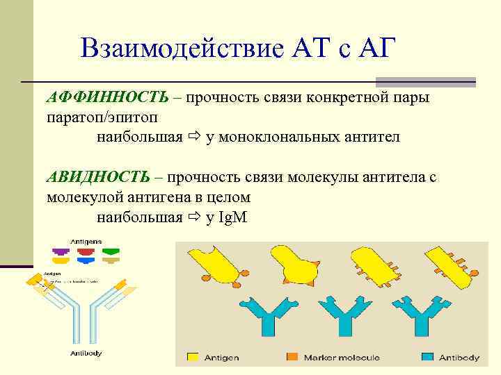 Авидность антител igg