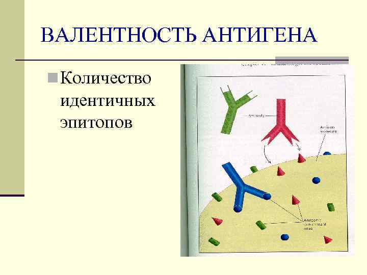ВАЛЕНТНОСТЬ АНТИГЕНА n Количество идентичных эпитопов 