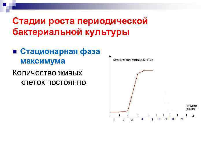 Стадии роста периодической бактериальной культуры Стационарная фаза максимума Количество живых клеток постоянно n 