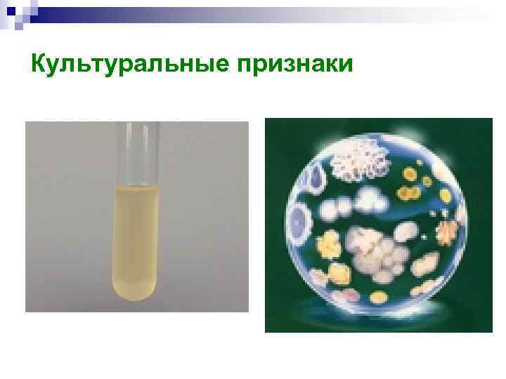 Культуральные признаки 