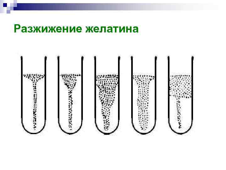 Разжижение желатина 