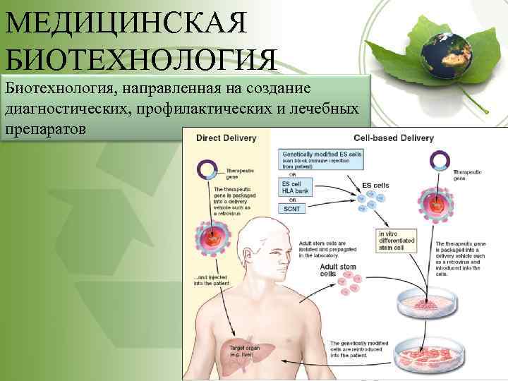 Биотехнология в медицине презентация