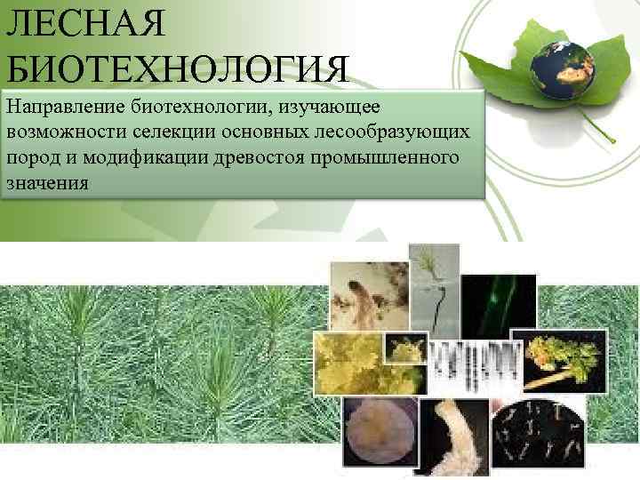 ЛЕСНАЯ БИОТЕХНОЛОГИЯ Направление биотехнологии, изучающее возможности селекции основных лесообразующих пород и модификации древостоя промышленного