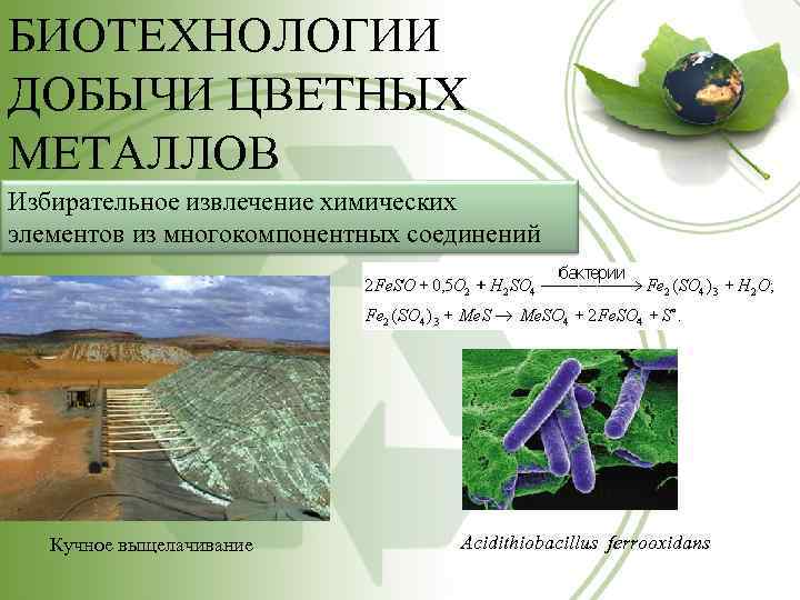 БИОТЕХНОЛОГИИ ДОБЫЧИ ЦВЕТНЫХ МЕТАЛЛОВ Избирательное извлечение химических элементов из многокомпонентных соединений Кучное выщелачивание Acidithiobacillus