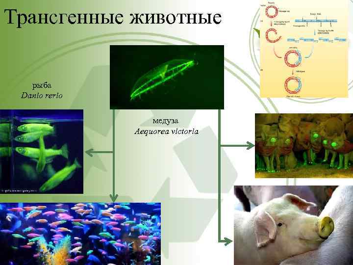 Трансгенные животные рыба Danio rerio медуза Aequorea victoria 
