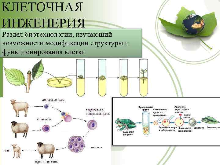 Клеточная инженерия картинки