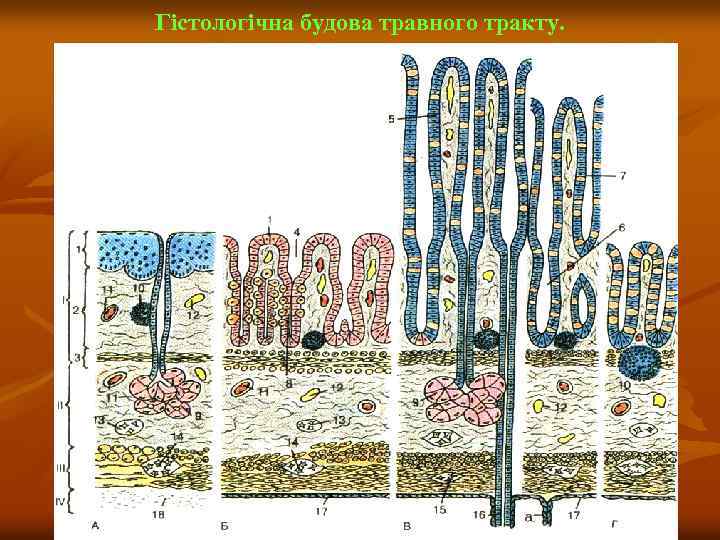 Гістологічна будова травного тракту. 