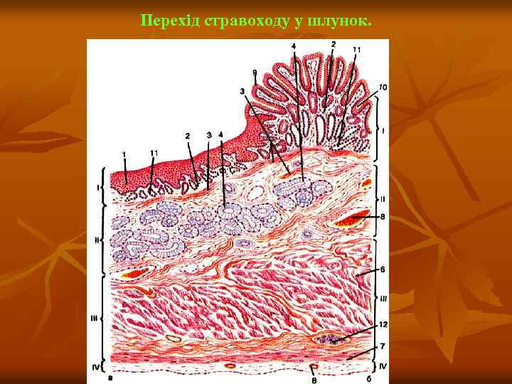 Перехід стравоходу у шлунок. 
