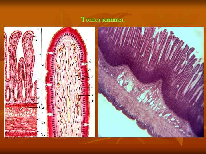 Тонка кишка. 