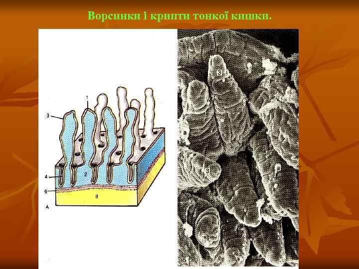 Ворсинки і крипти тонкої кишки. 