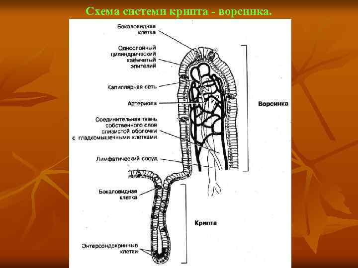 Схема системи крипта - ворсинка. 