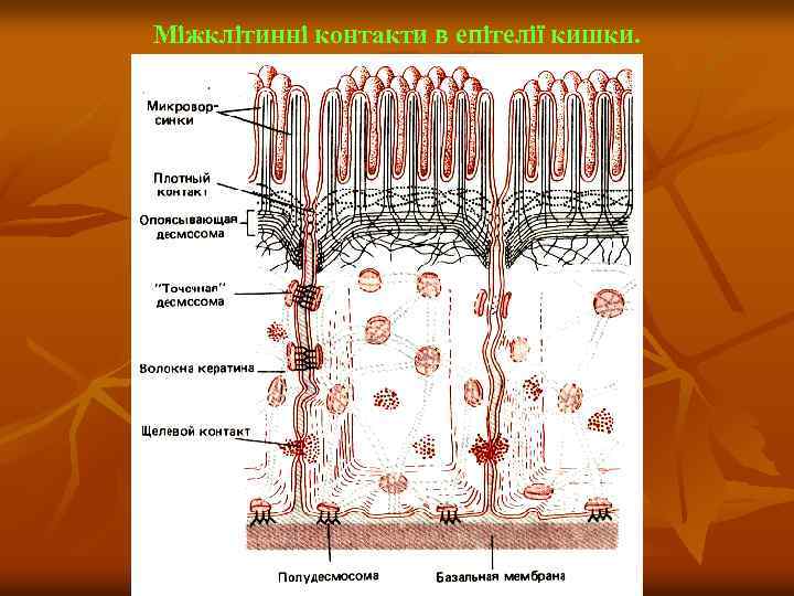 Міжклітинні контакти в епітелії кишки. 