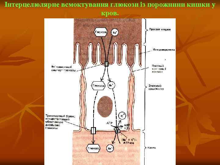 Інтерцелюлярне всмоктування глюкози із порожнини кишки у кров. 
