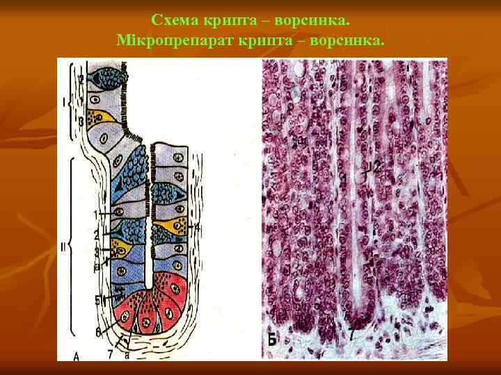 Схема крипта – ворсинка. Мікропрепарат крипта – ворсинка. 
