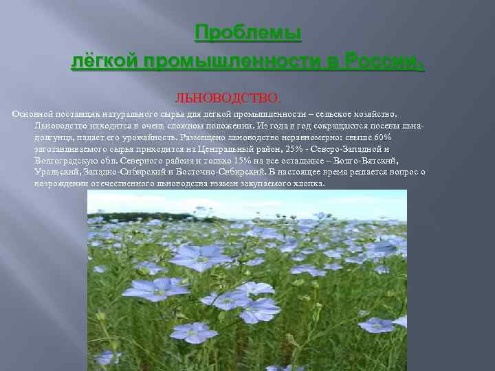 Проблемы лёгкой промышленности в России. ЛЬНОВОДСТВО. Основной поставщик натурального сырья для лёгкой промышленности –