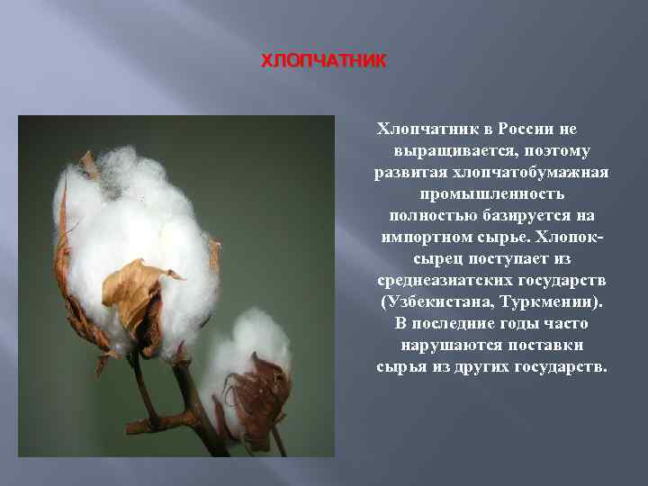 ХЛОПЧАТНИК Хлопчатник в России не выращивается, поэтому развитая хлопчатобумажная промышленность полностью базируется на импортном