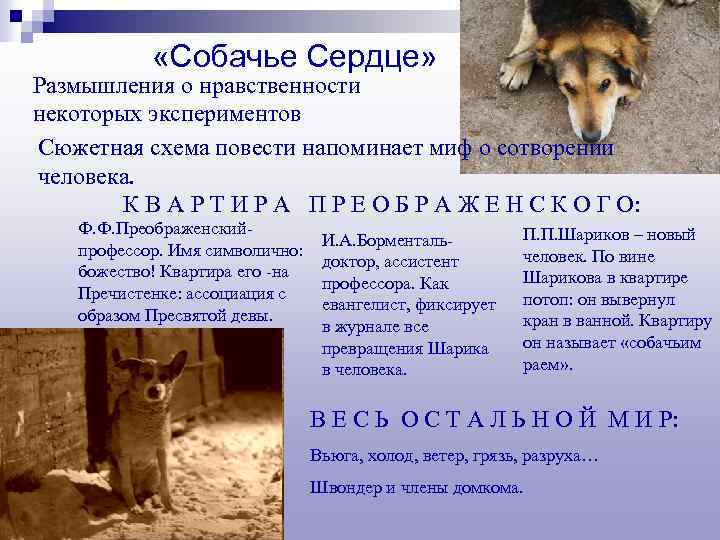  «Собачье Сердце» Размышления о нравственности некоторых экспериментов Сюжетная схема повести напоминает миф о