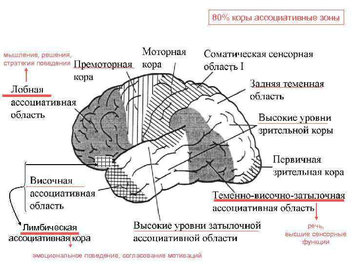 Чувствительные зоны коры больших полушарий. Ассоциативные области коры функции. Локализация основных функций в коре головного мозга.
