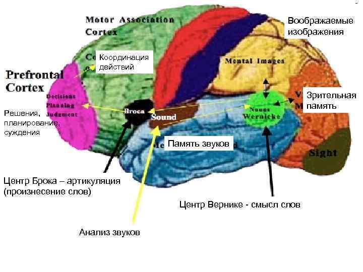 Воображаемые изображения Координация действий Зрительная память Решения, планирование, суждения Память звуков Центр Брока –