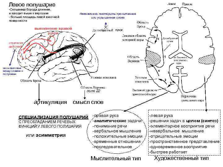 Левое полушарие -Сильвиева борода длиннее, и заходит выше к верхушке - больше площадь левой