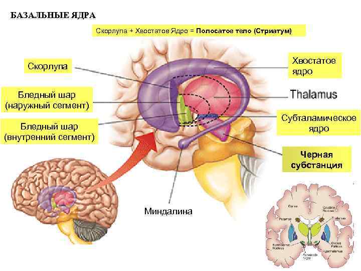БАЗАЛЬНЫЕ ЯДРА Скорлупа + Хвостатое Ядро = Полосатое тело (Стриатум) Хвостатое ядро Скорлупа Бледный