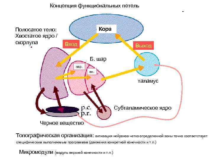 Концепция функциональных петель Полосатое тело: Хвостатое ядро / скорлупа Кора Вход Выход Б. шар