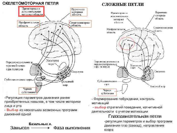 СКЕЛЕТОМОТОРНАЯ ПЕТЛЯ -Регуляция параметров движения ранее приобретенных навыков, в том числе моторики лица и