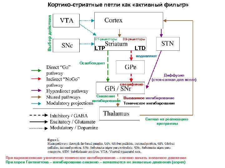 Выбор действия Кортико-стриатные петли как «активный фильтр» D 1 -рецепторы LTP D 2 -рецепторы