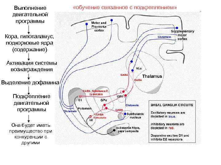 Выполнение двигательной программы Кора, гипоталамус, подкорковые ядра (содержание) Активация системы вознаграждения Выделение дофамина Подкрепление