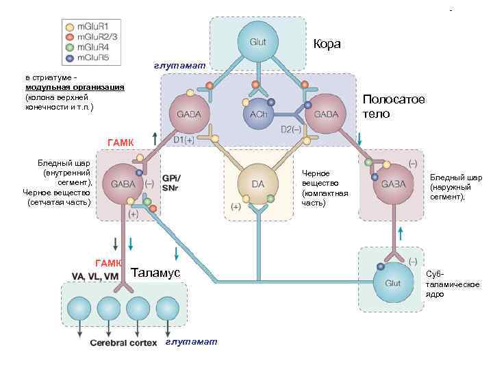 Кора глутамат в стриатуме модульная организация (колона верхней конечности и т. п. ) Полосатое