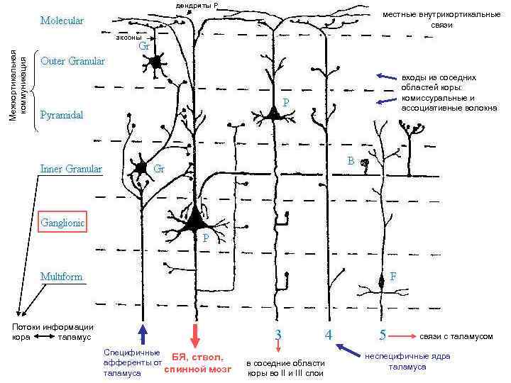 дендриты P местные внутрикортикальные связи Межкортикальная коммуникация аксоны входы из соседних областей коры: комиссуральные