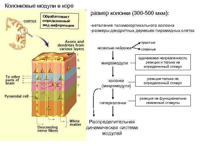 Колонковые модули в коре Обрабатывает определенный вид информации размер колонки (300 -500 мкм): -ветвление