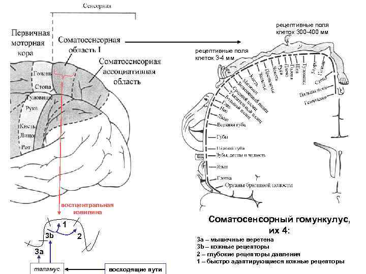 рецептивные поля клеток 300 -400 мм рецептивные поля клеток 3 -4 мм постцентральная извилина