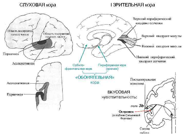 СЛУХОВАЯ кора I ЗРИТЕЛЬНАЯ кора Орбитофронтальная кора Пириформная кора (крючок) «ОБОНЯТЕЛЬНАЯ» кора ВКУСОВАЯ чувствительность: