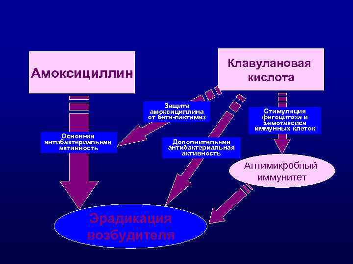 Клавулановая кислота Амоксициллин Защита амоксициллина от бета-лактамаз Основная антибактериальная активность Стимуляция фагоцитоза и хемотаксиса