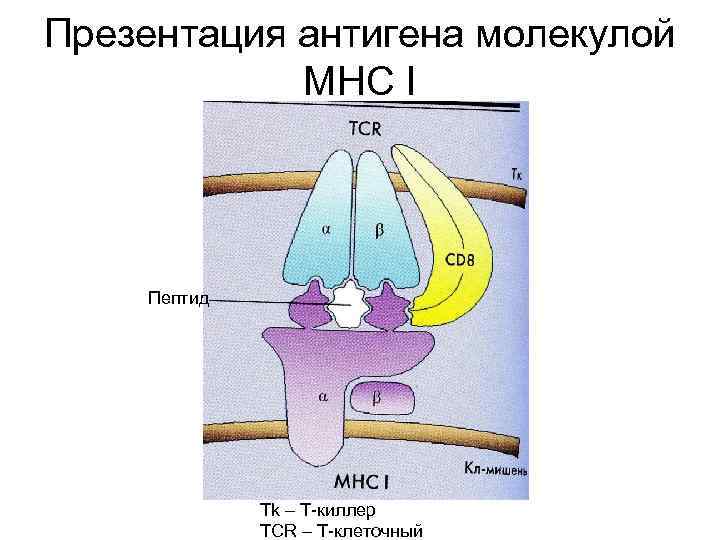 Презентация антигена это