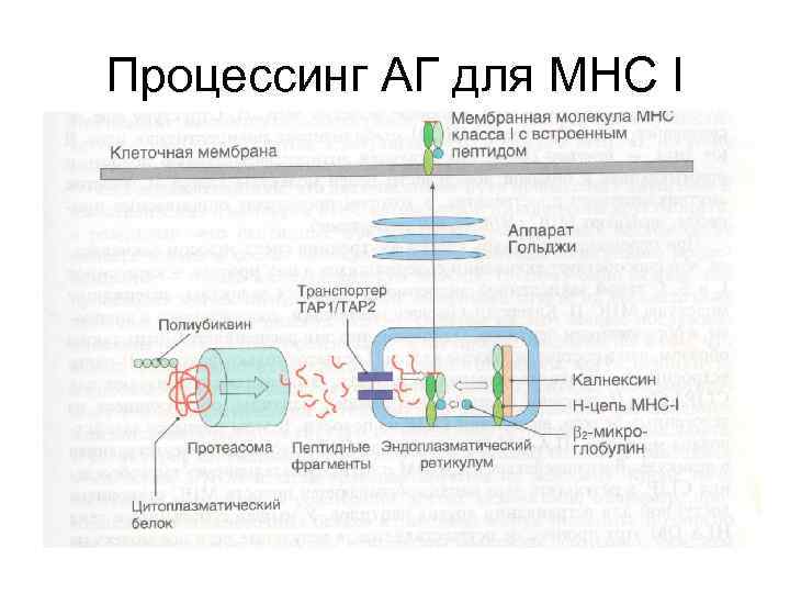 Процессинг антигена презентация антигена