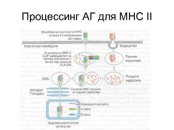 Механизм процессинга и презентации экзогенных и эндогенных антигенов