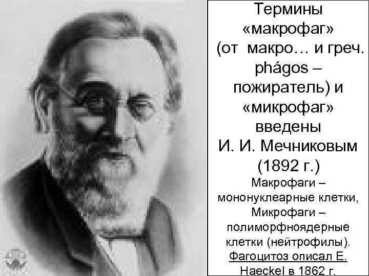 Термины «макрофаг» (от макро… и греч. phágos – пожиратель) и «микрофаг» введены И. И.