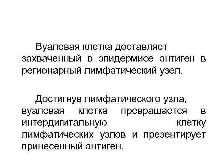 Вуалевая клетка доставляет захваченный в эпидермисе антиген в регионарный лимфатический узел. Достигнув лимфатического узла,