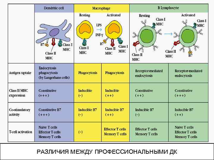 РАЗЛИЧИЯ МЕЖДУ ПРОФЕССИОНАЛЬНЫМИ ДК 