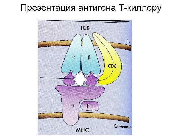 Презентация антигена Т-киллеру 
