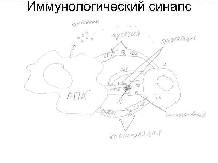 Иммунологический синапс 