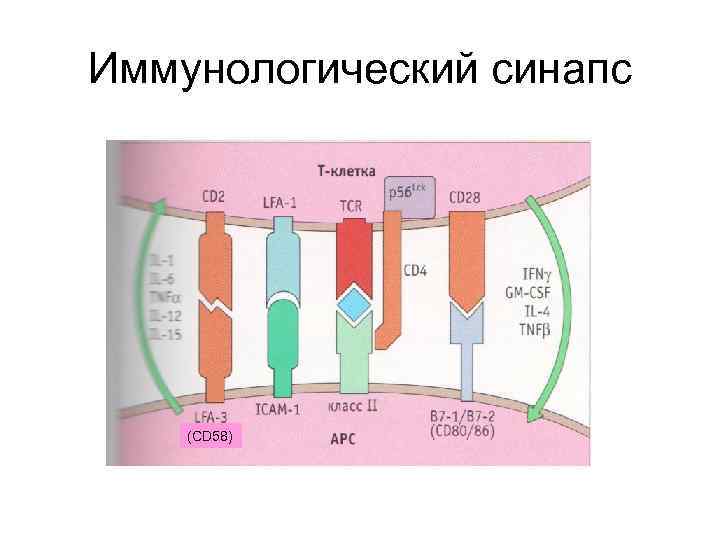 Иммунологический синапс (CD 58) 